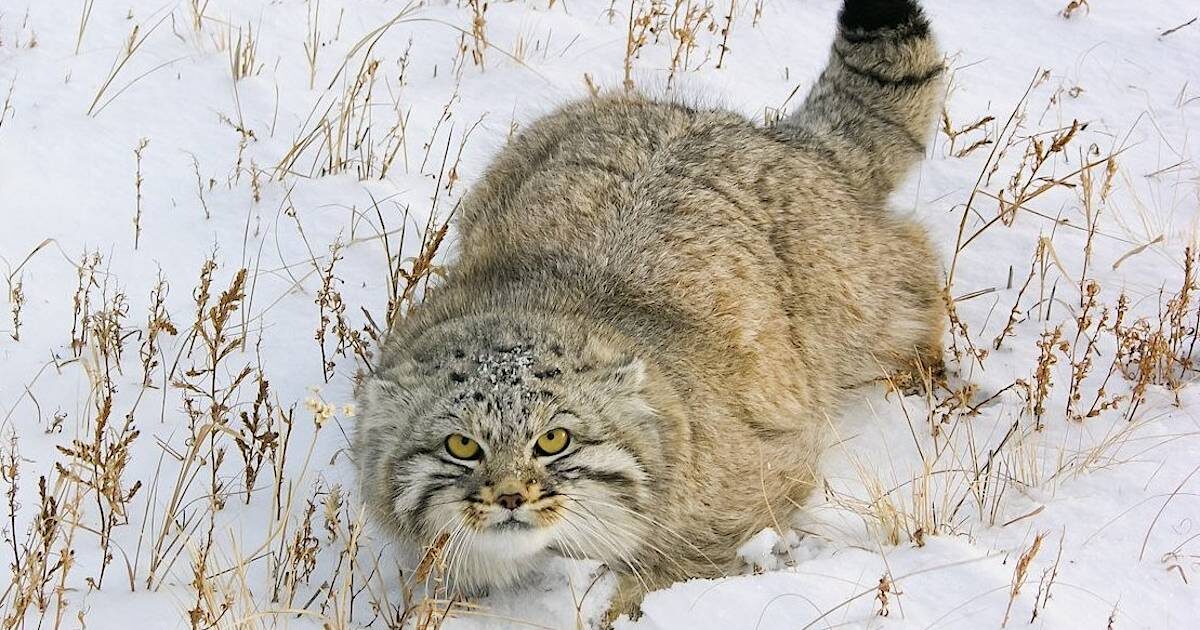 Манул в представлении не нуждается. Фотография из интернета 