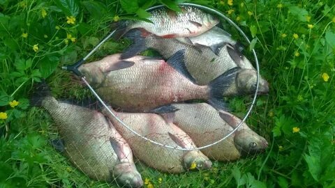 Июнь - это время, когда лещ выходит на активную кормежку после нереста. Однако успех рыбалки зависит от правильного выбора места, снастей и тактики.