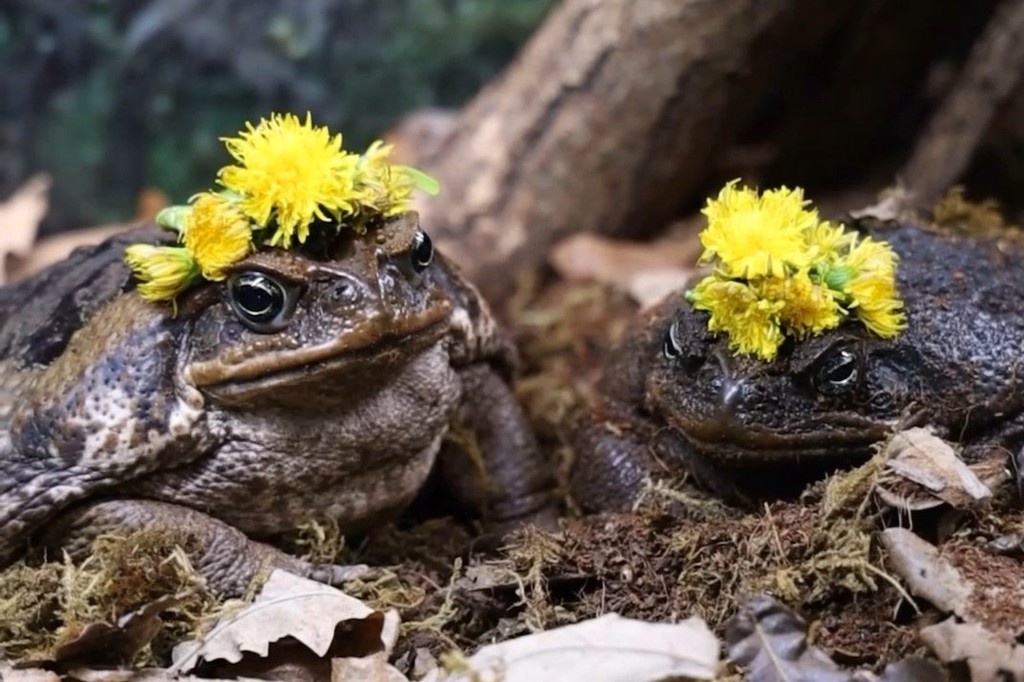    Фото © Telegram / Московский зоопарк