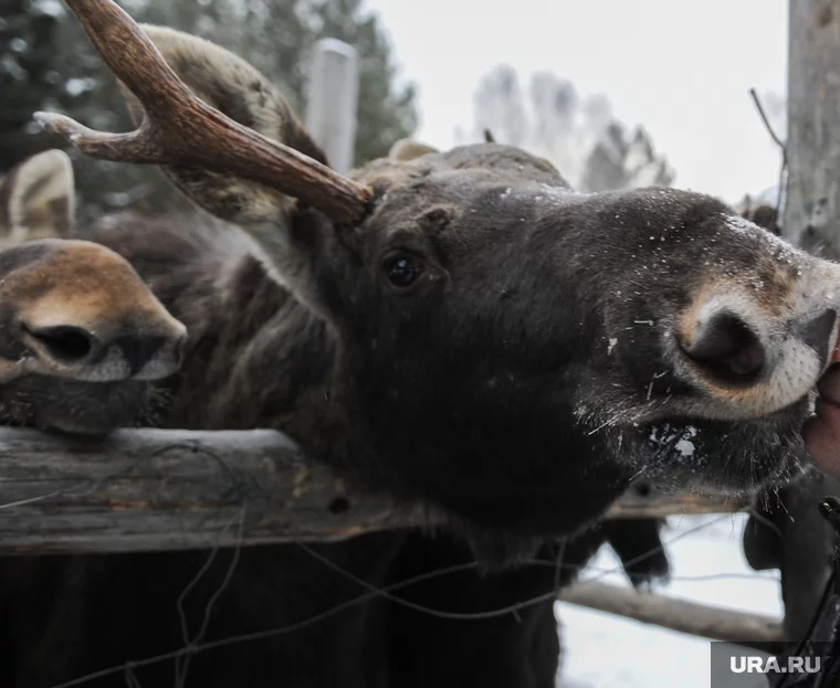 О заблудившемся в городе животном нужно тут же сообщить специалистам
Фото: Вадим Ахметов © URA.RU