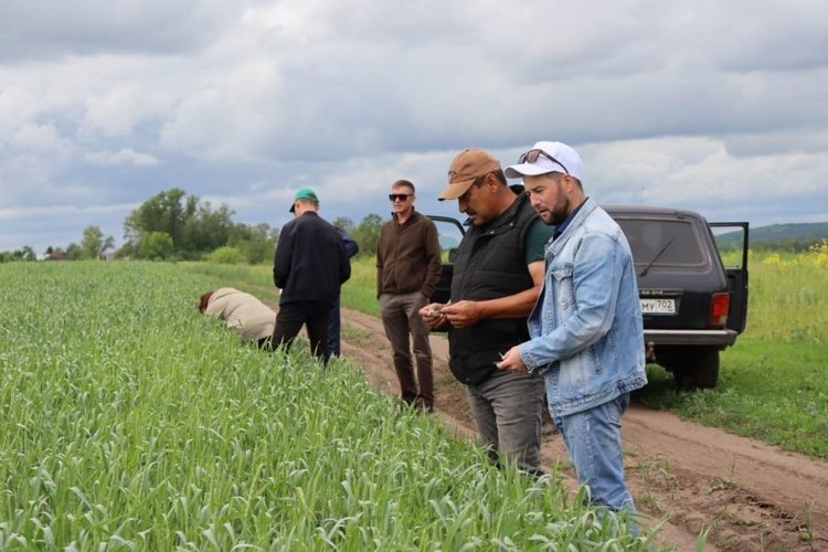    О прогнозах на урожай 2025 в крупных хозяйствах Башкортостана рассказали в региональном Россельхозцентре