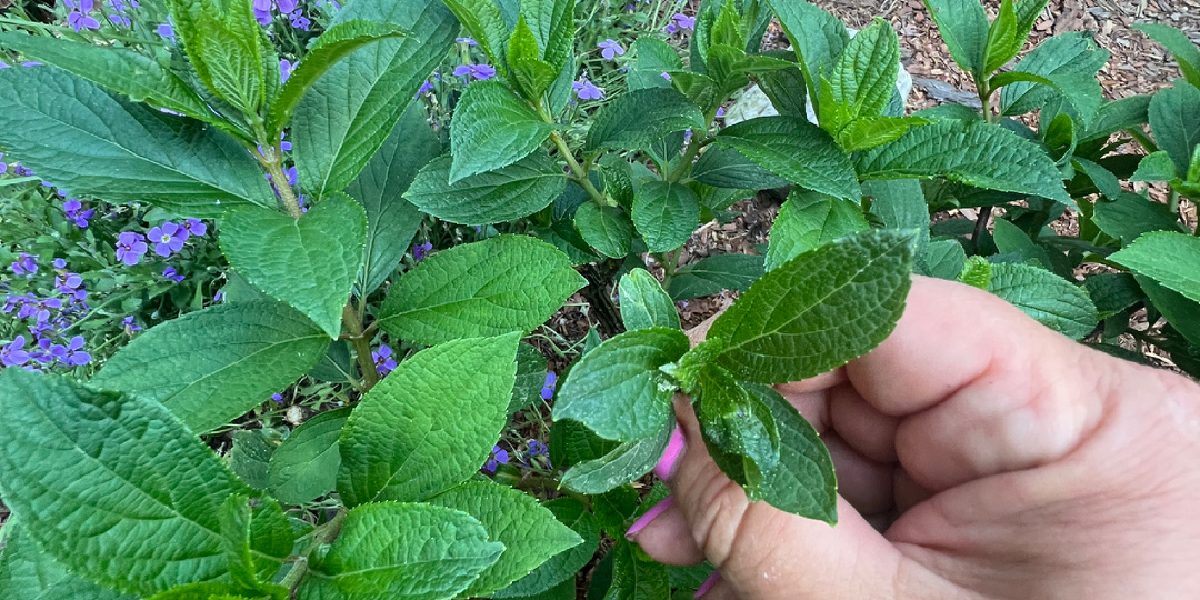 Пора нормировать наши Гортензии для пышного цветения