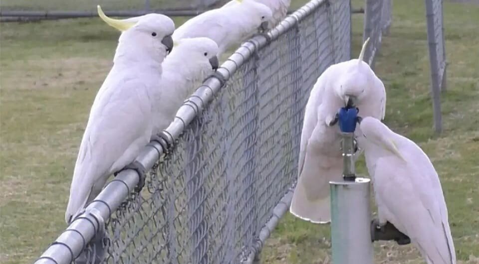   Barbara C. Klump et al. / Biology Letters, 2025