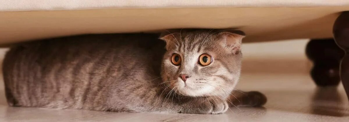 Фото из Интернета.