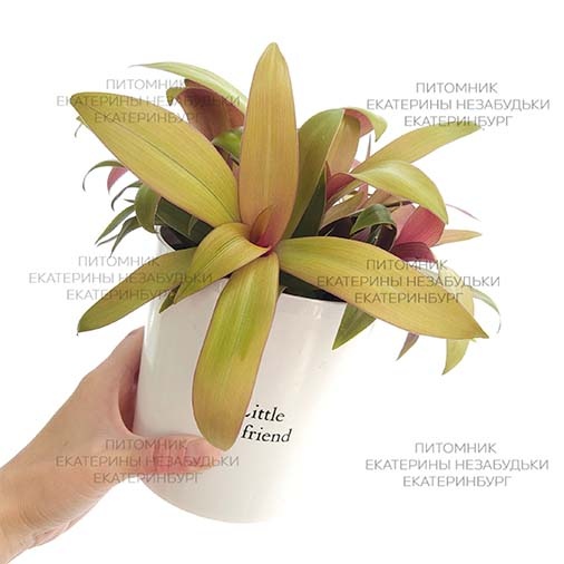 Рео лимонный (Рео ситара голд/ Sitara gold)