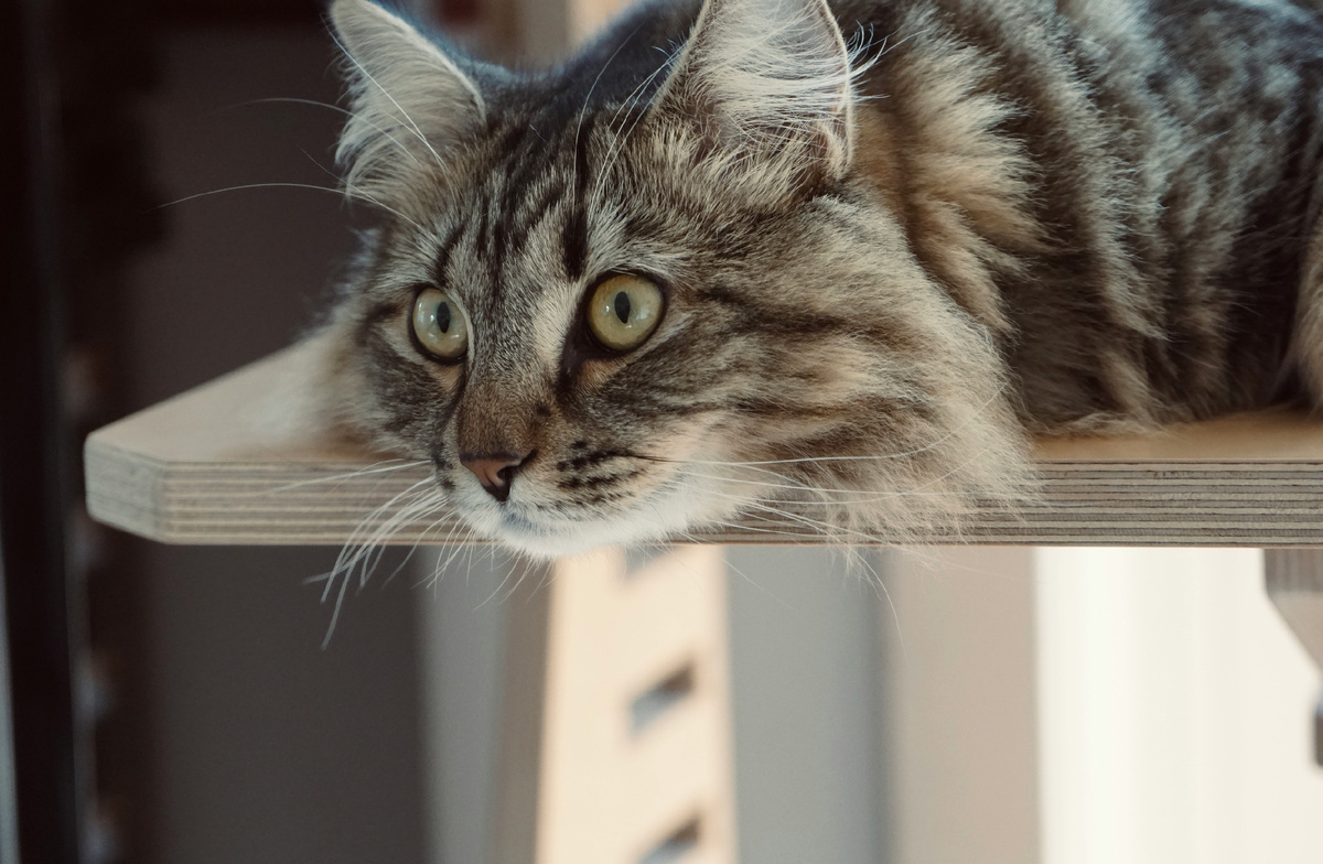 Картинка с бесплатного фотостока https://unsplash.com, автор Yulin Wang