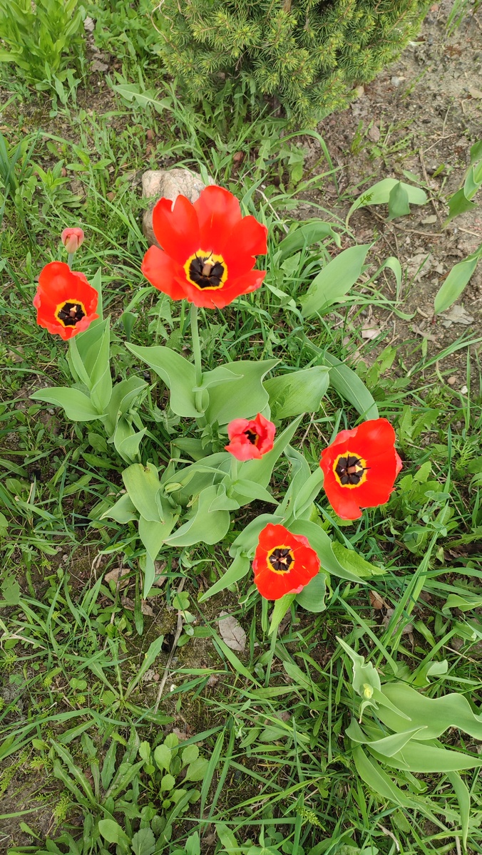 Мои тюльпаны. Фото автора. 