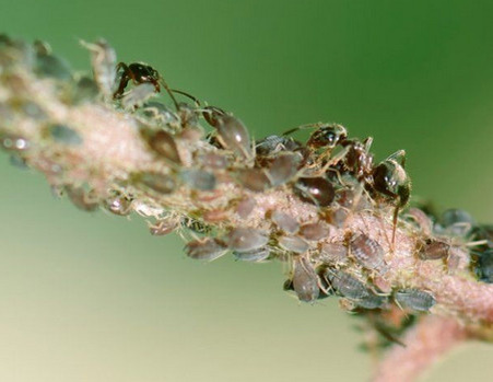 Муравьи на своей плантации