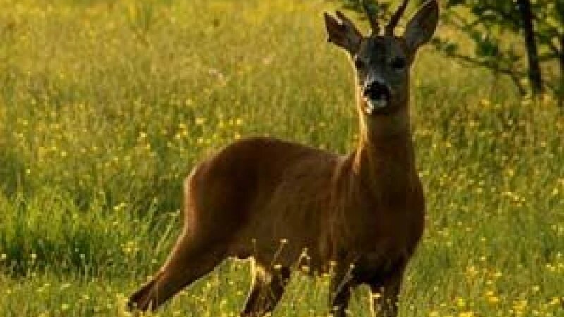     Косуля. altlib.ru