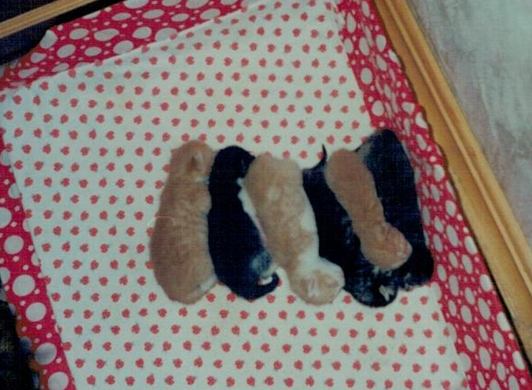 Наши малявки. Фото автора