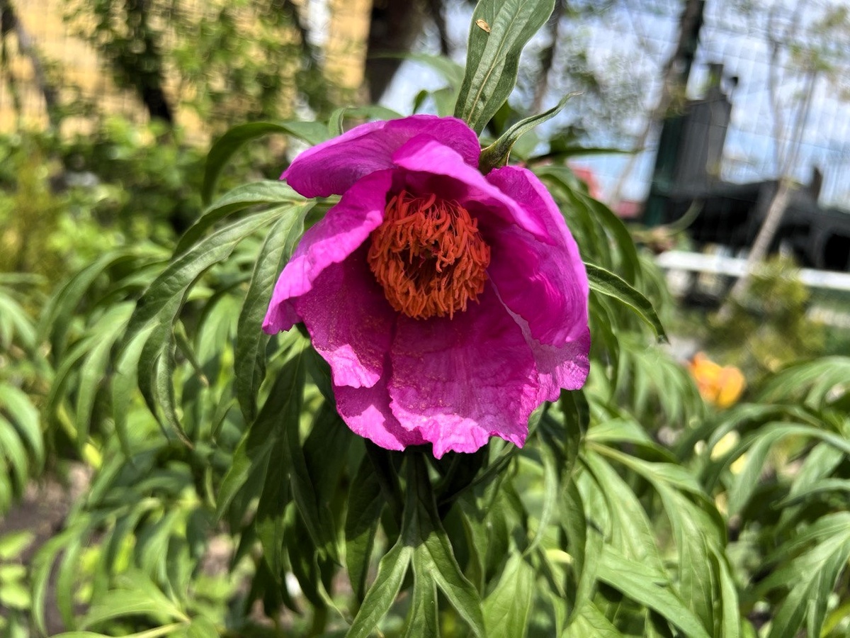 Пион уклоняющийся. Фото автора канала Дом с кипарисами