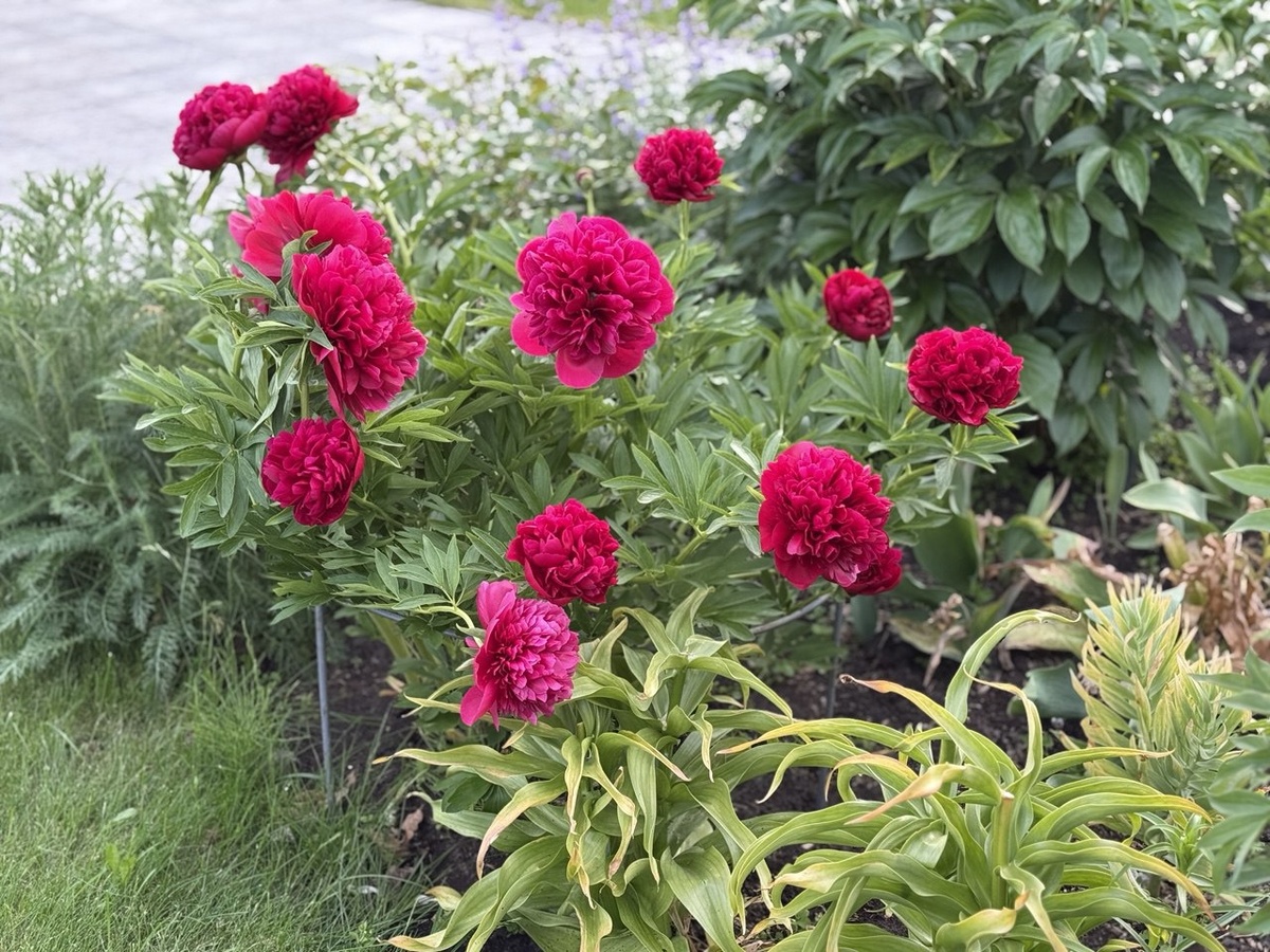 Пион Рэд Шарм. Фото автора канала Дом с кипарисами