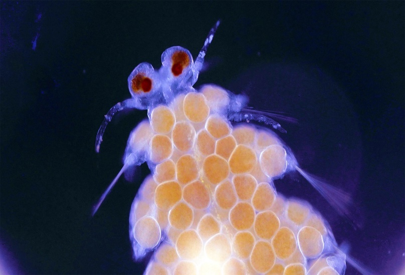 Один из «женских» столонов с уже сформировавшимися глазами.
Фото: Maria Teresa Aguado, Guillermo Ponz-Segrelles, Christopher Glasby et al.