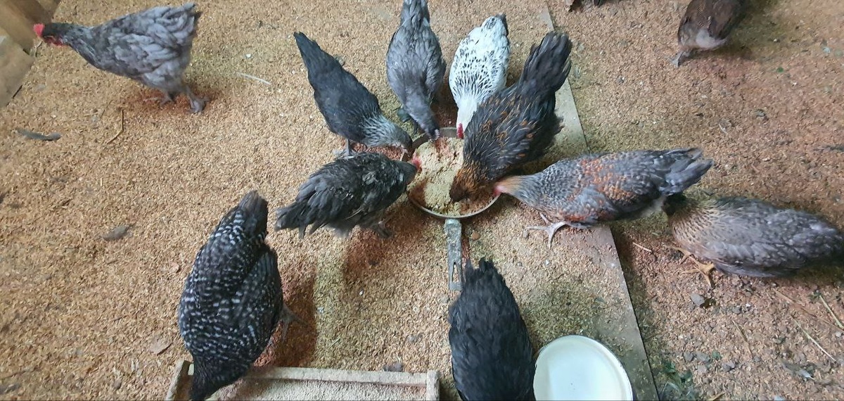 Моим курочкам нравится новое блюдо