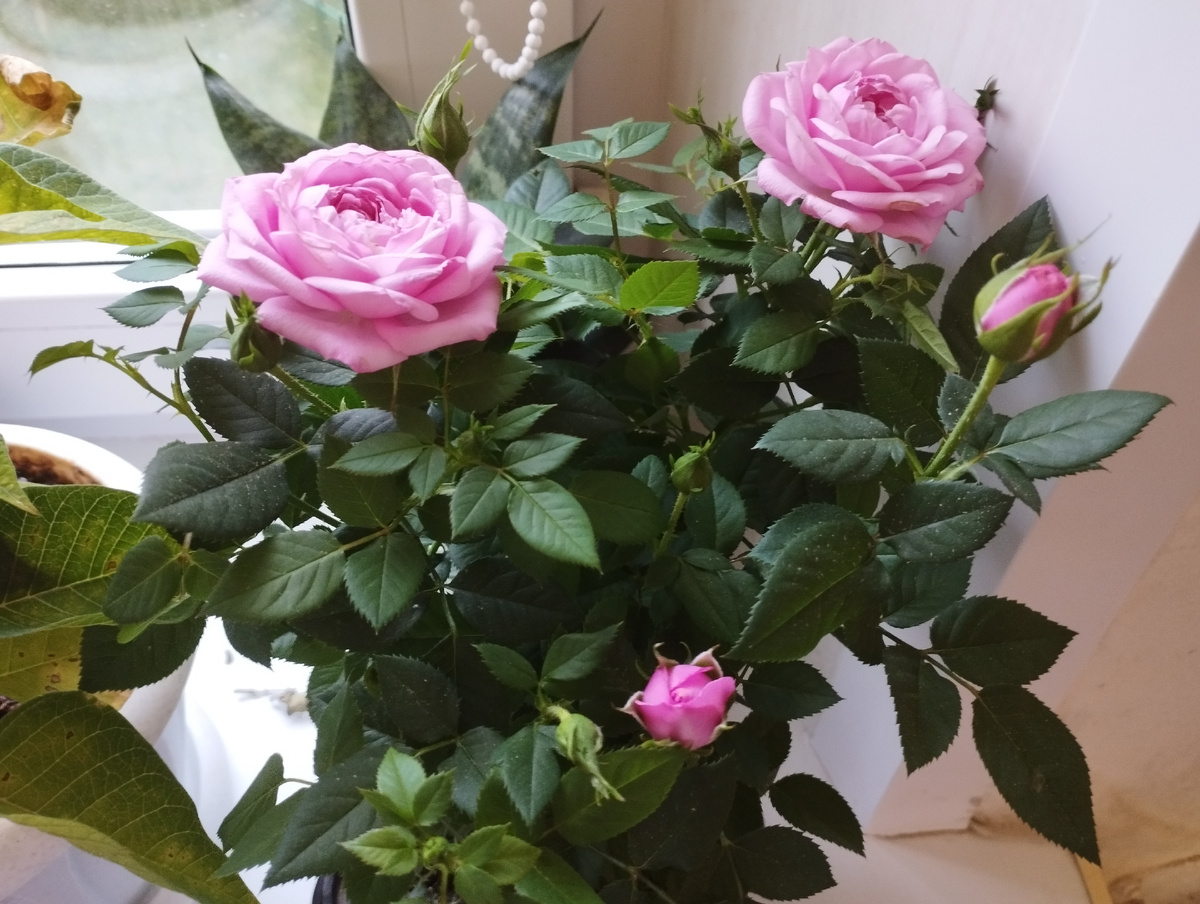 Моя розовая роза