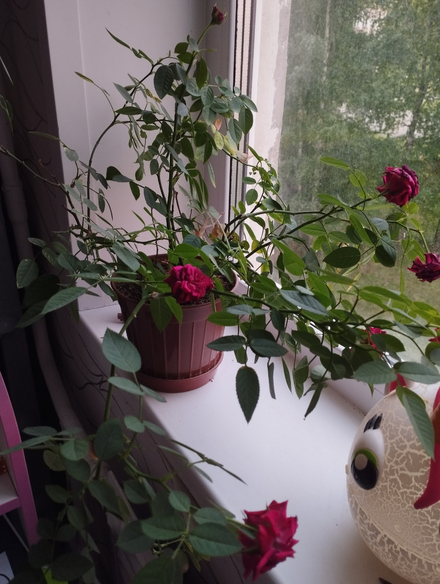 Вот так разрослась. Хочу вторую такую же, только розового цвета.)) Горшки тоже прикупила. 