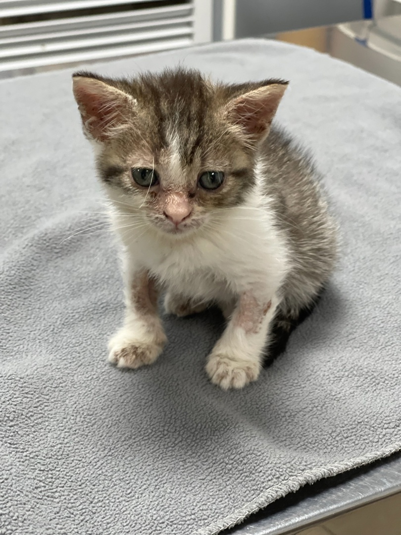 Мики в ветклинике