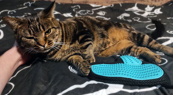 Любимая чесалка Кайсы