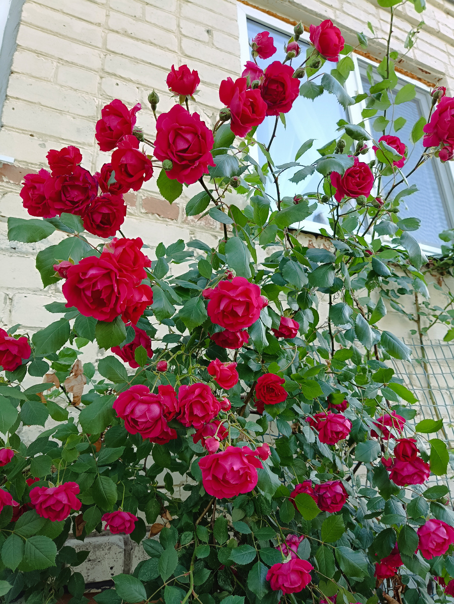 Розы на даче. Цветут в июне и ассоциацииуются с отпуском! 