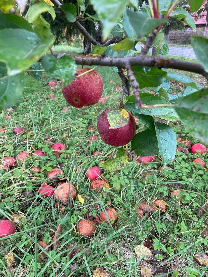 
Сам ты еще висишь, уже зрелый, растешь даже, а кого-то уже нет. Даже из сверстников.