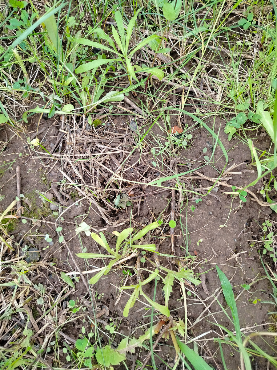 Здесь была аквилегия.