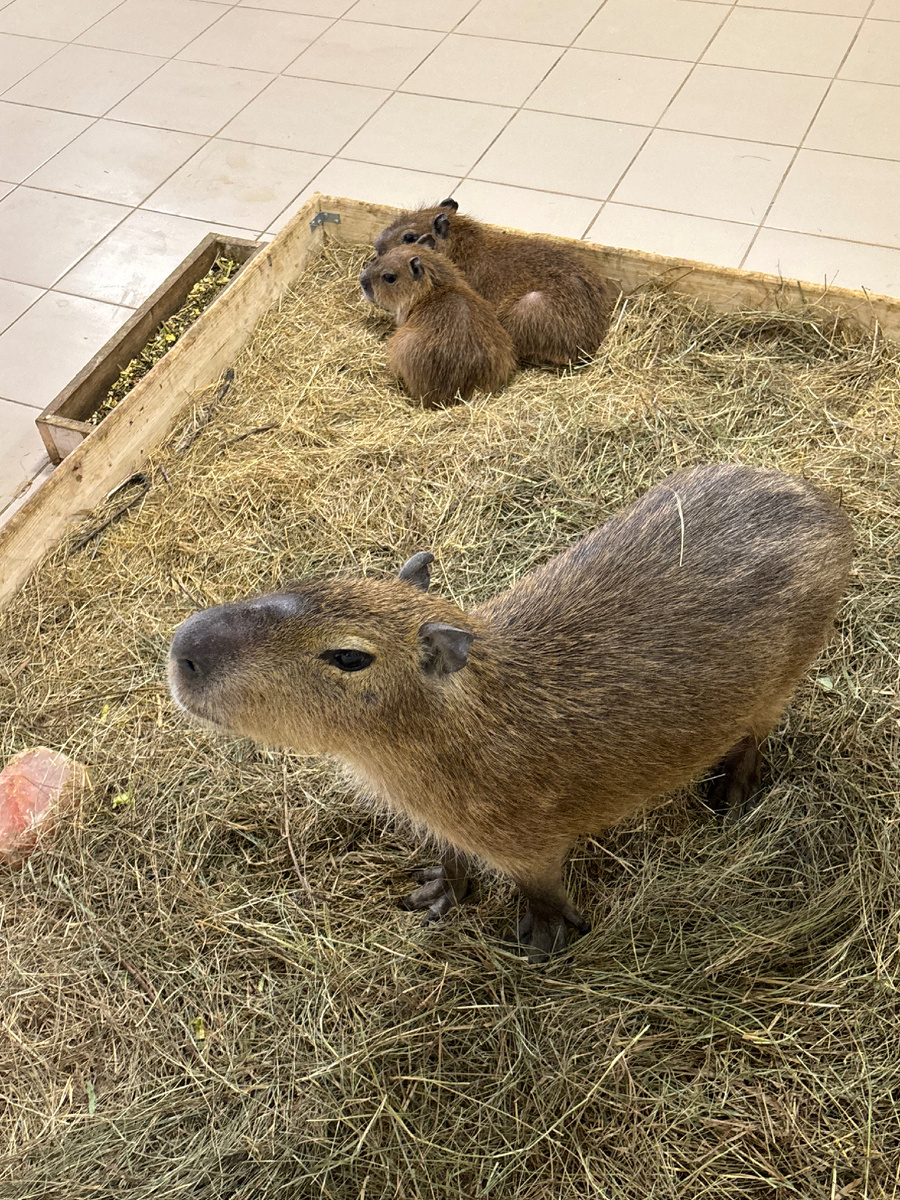 Капибары на Ферме Альпак 