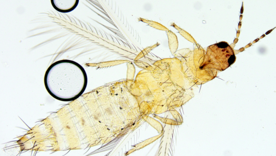     ФГБУ «ЦОК АПК» в Республике Татарстан