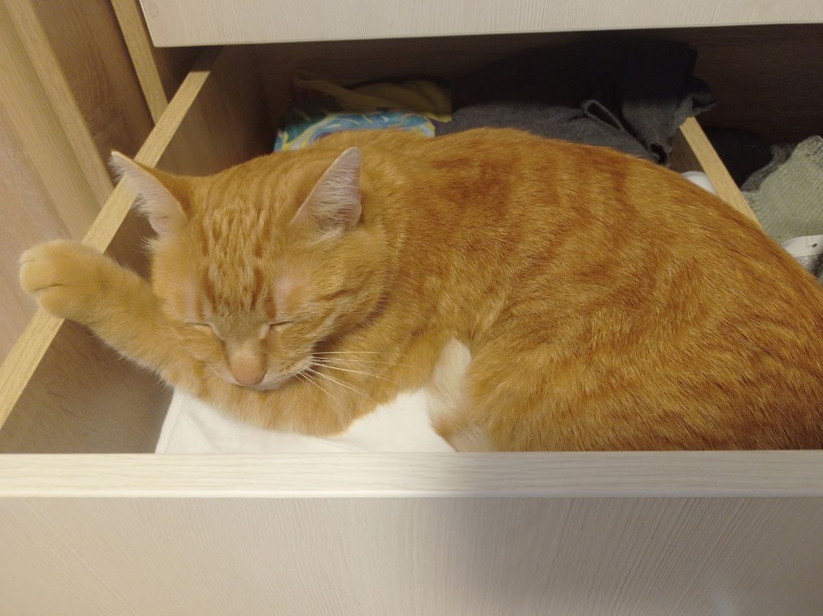 Любимая рыжая морда.