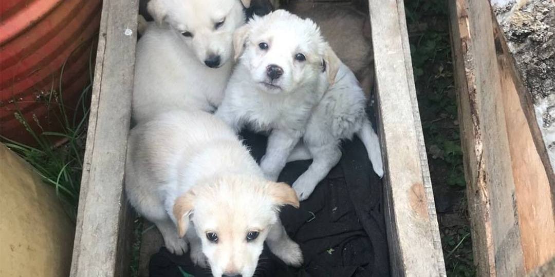 Под Москвой домашних щенков выбросили в канаву