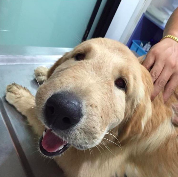 Этот песик просто хотел перекусить.