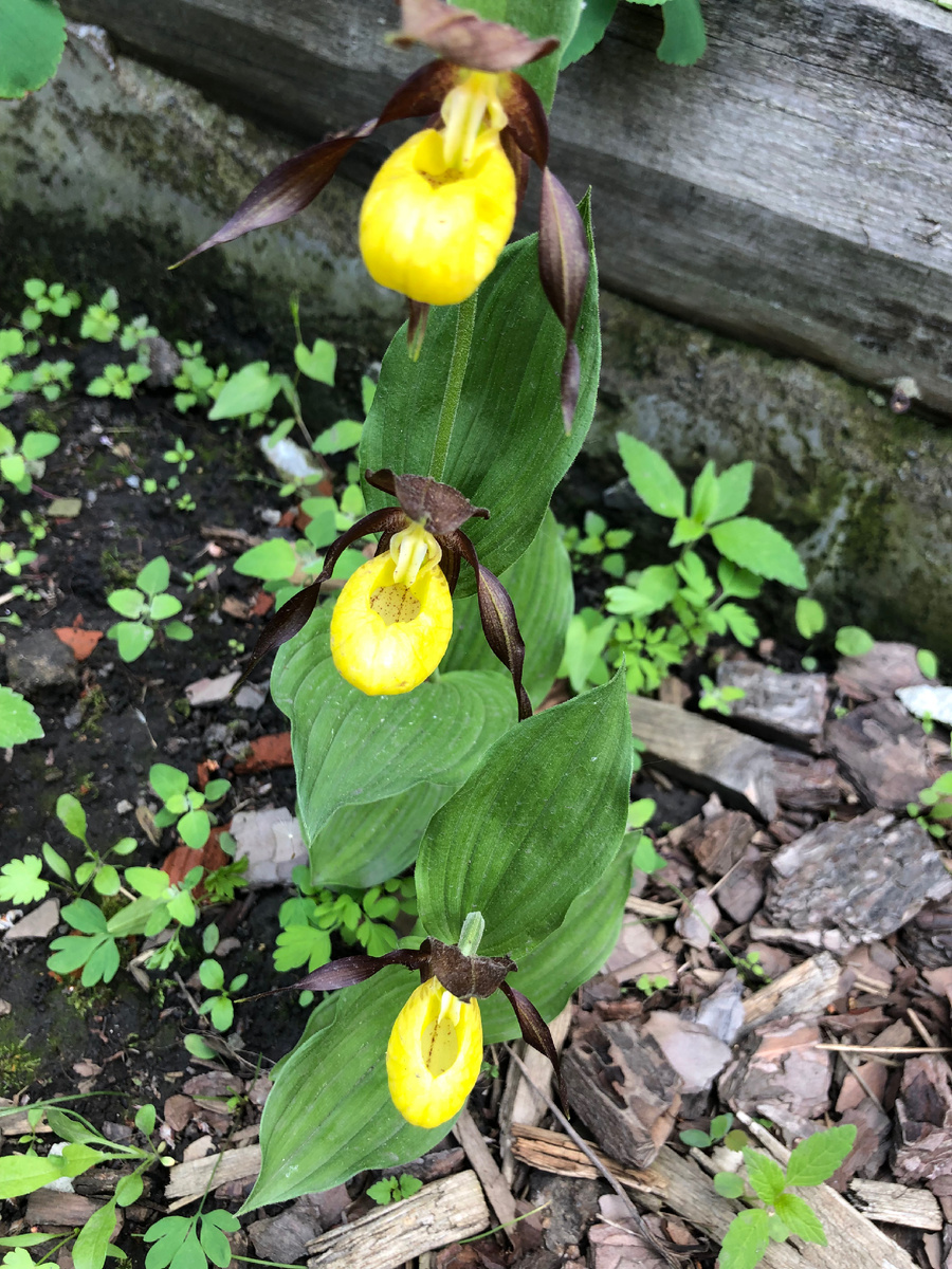 Венерин башмачок настоящий