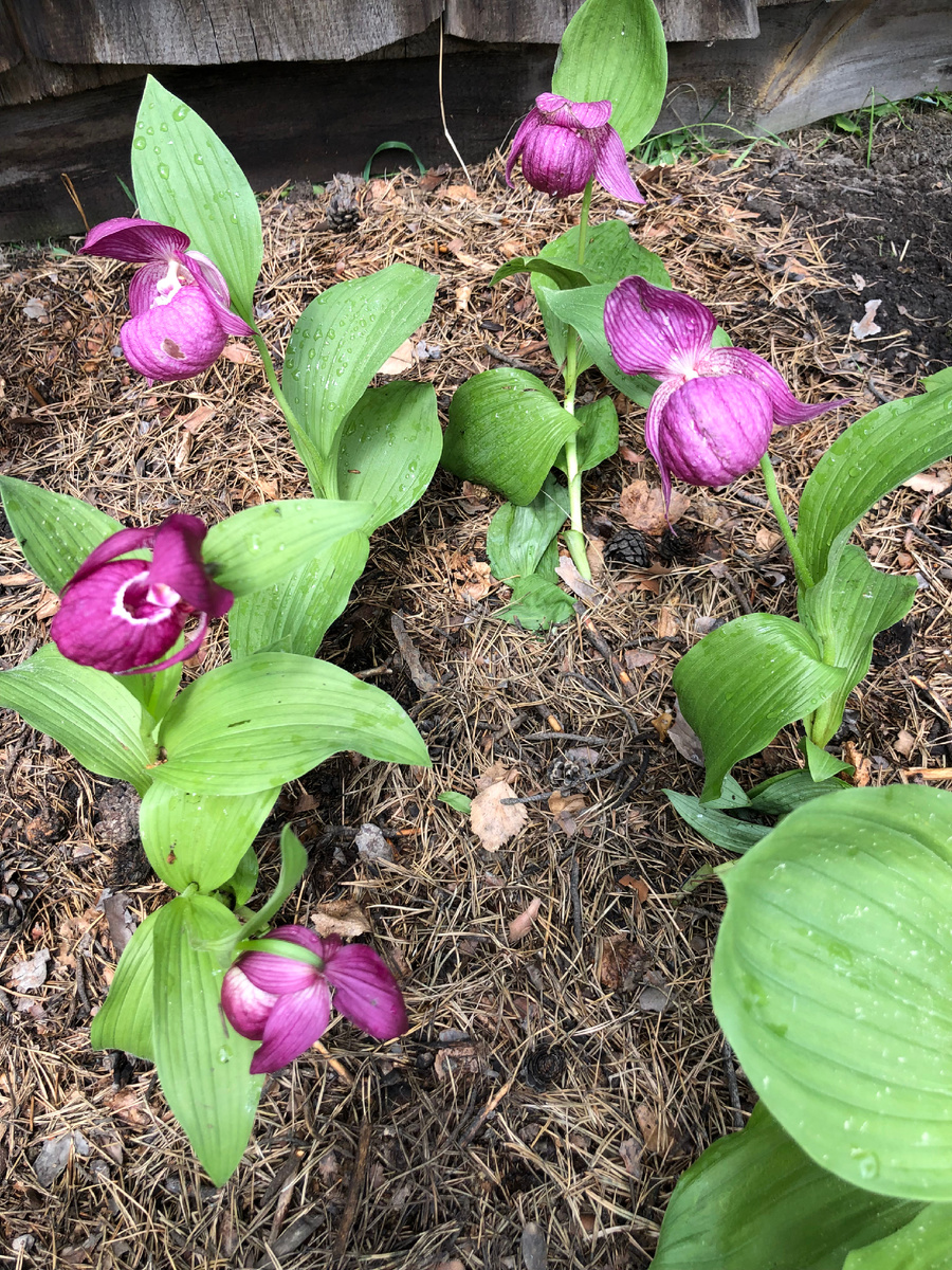 Венерин башмачок вздутый