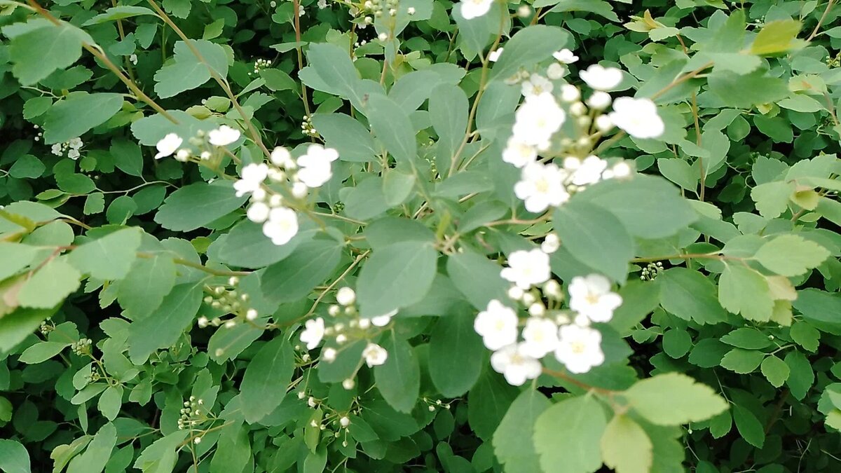 Цветет жасмин.Фото автора.