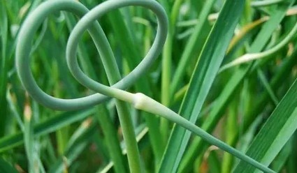 Какая же я была глупая, выбрасывая их.Чесночные стрелки. Рецепты из них.🌱