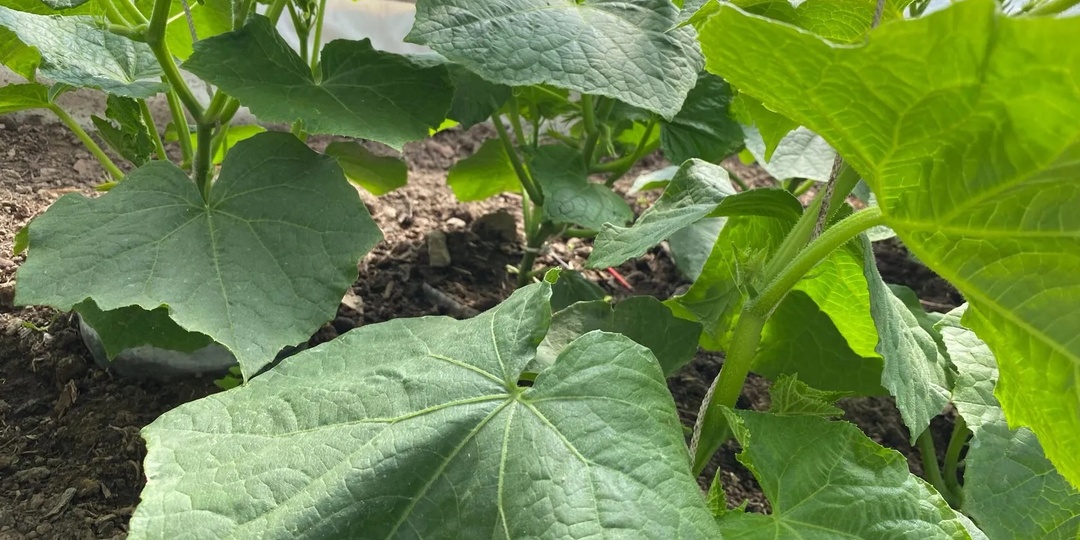 Лью это в огурцы и урожай ведрами собираю с июня и до поздней осени. Пять лучших подкормок на любой стадии роста