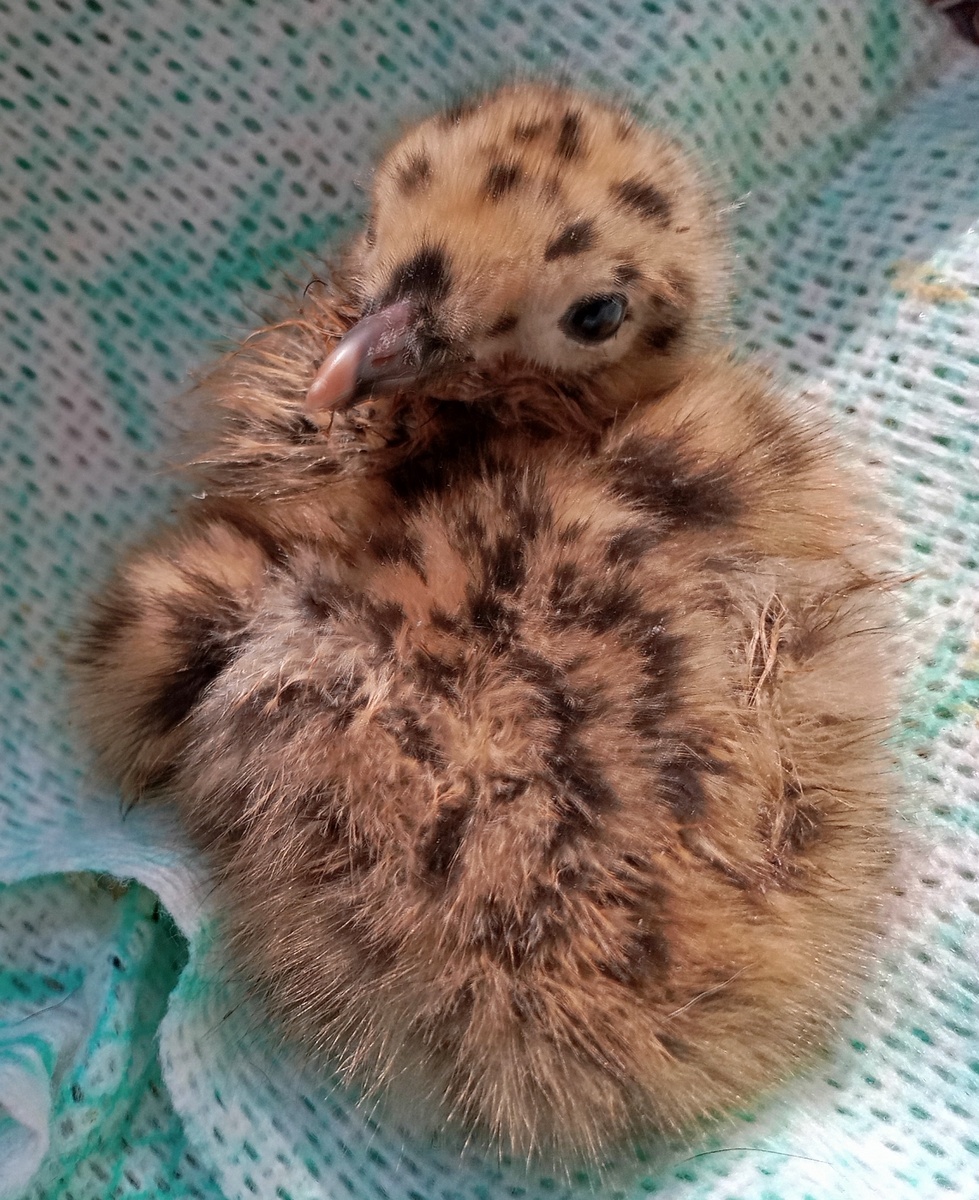 Грязноватый. Но это не беда. Это отмоется.