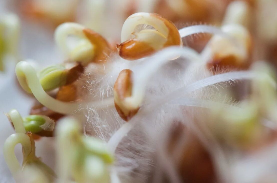 Корневые волоски.