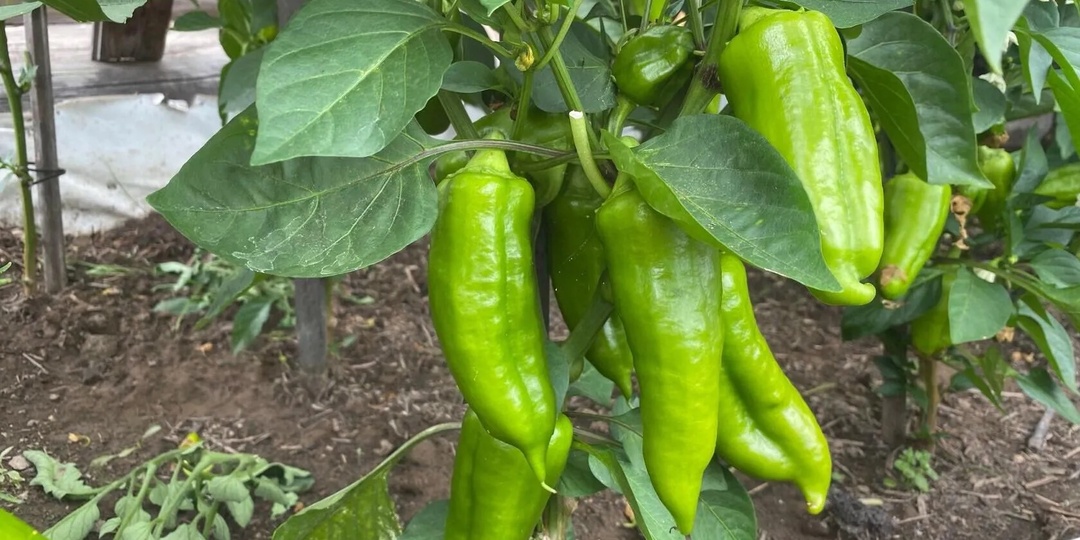 Лью под томаты и перцы — и урожай собираю ведрами до осени. 5 лучших натуральных подкормок, которые работают