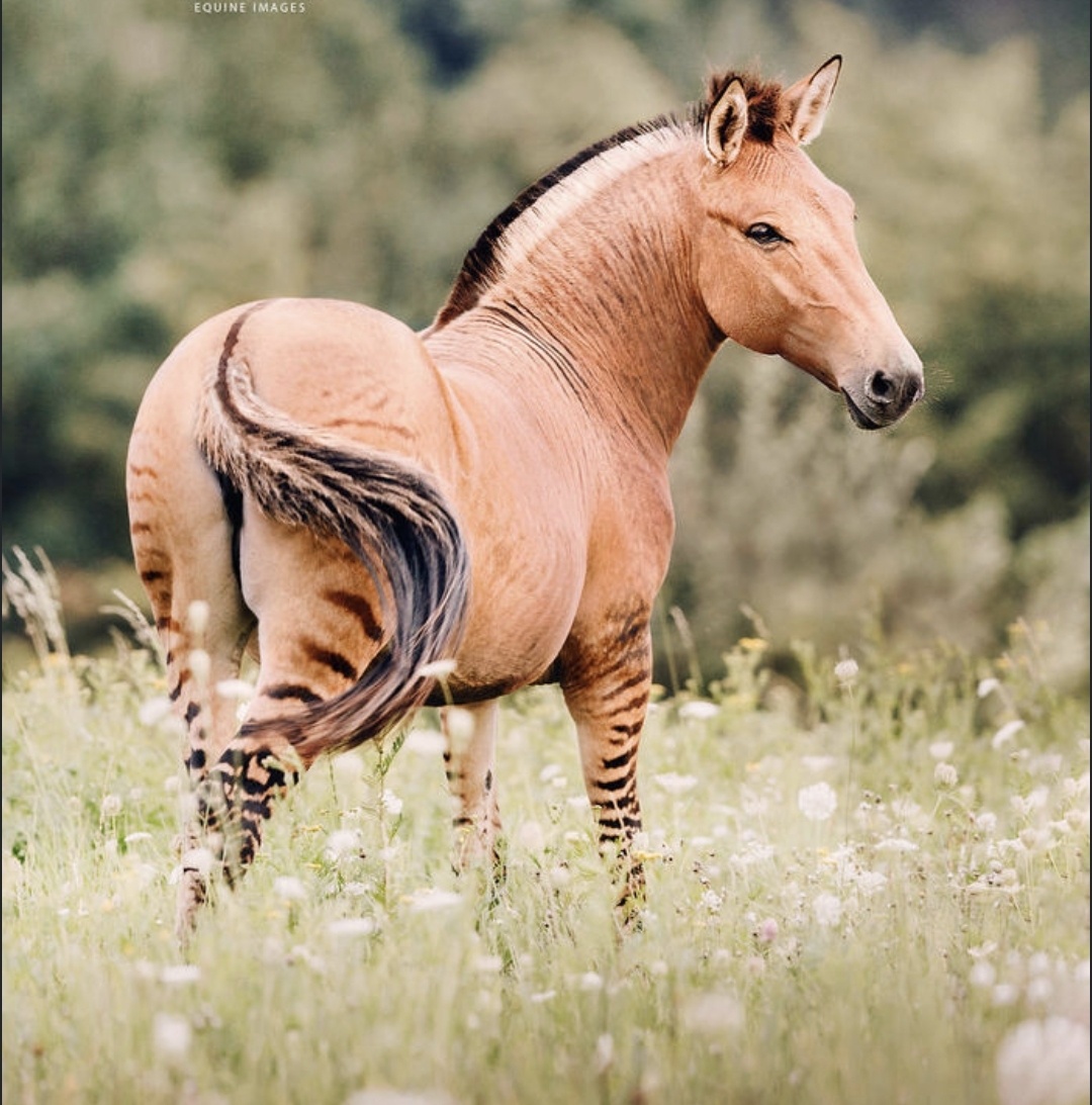 Зорсы не поддаются традиционным методам дрессировки