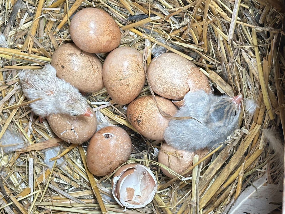 Вылупляющиеся цесарята ...