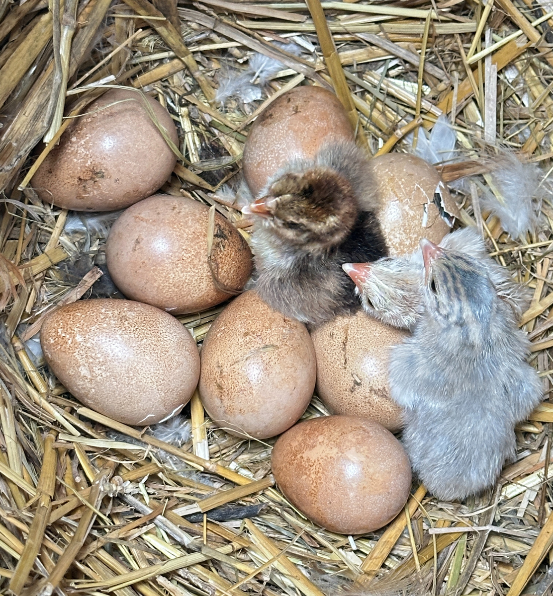 ... а теперь с подсаженным цыпленком.