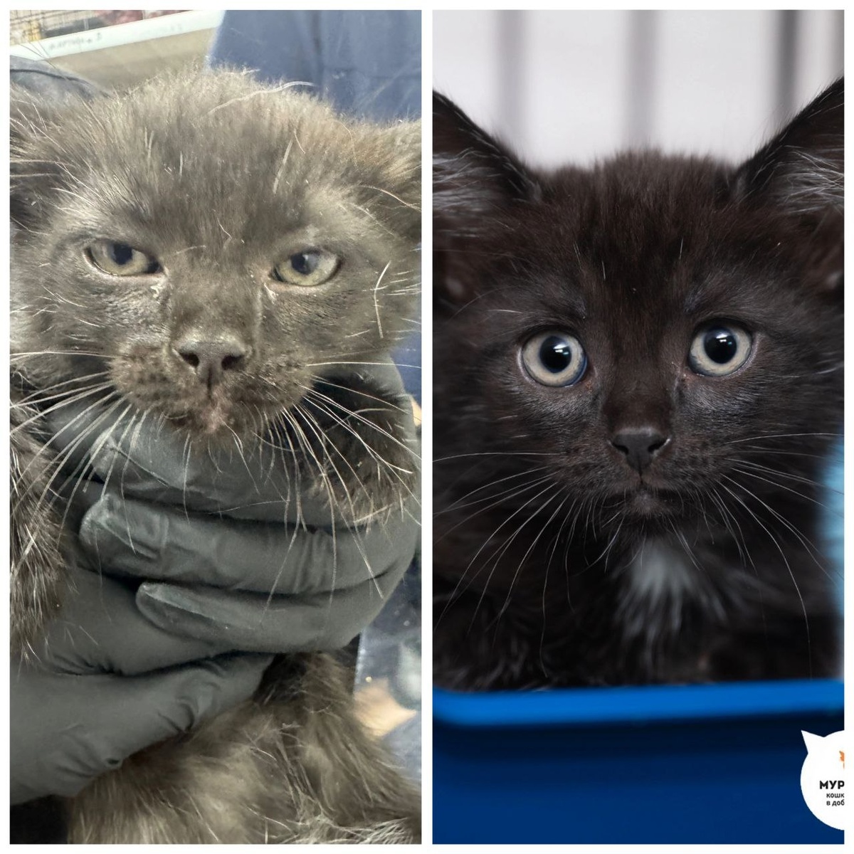 Котёнок Аджика, 2 месяца. Найдена на улице.