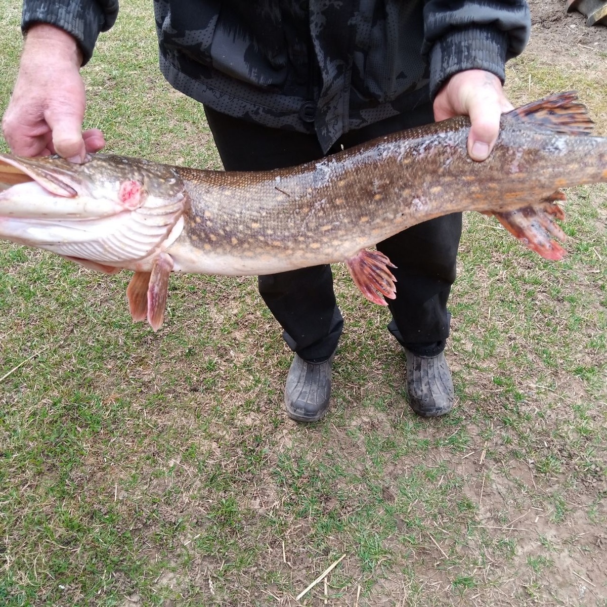 Улов Хозяика Щучка)