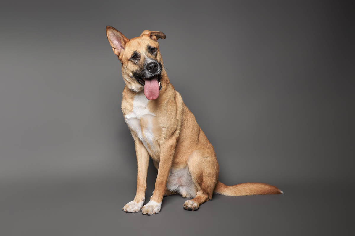 Если вы ищете верного друга, который станет вашим верным спутником и радостью для всей семьи, Ден – именно тот питомец, который вам нужен! 