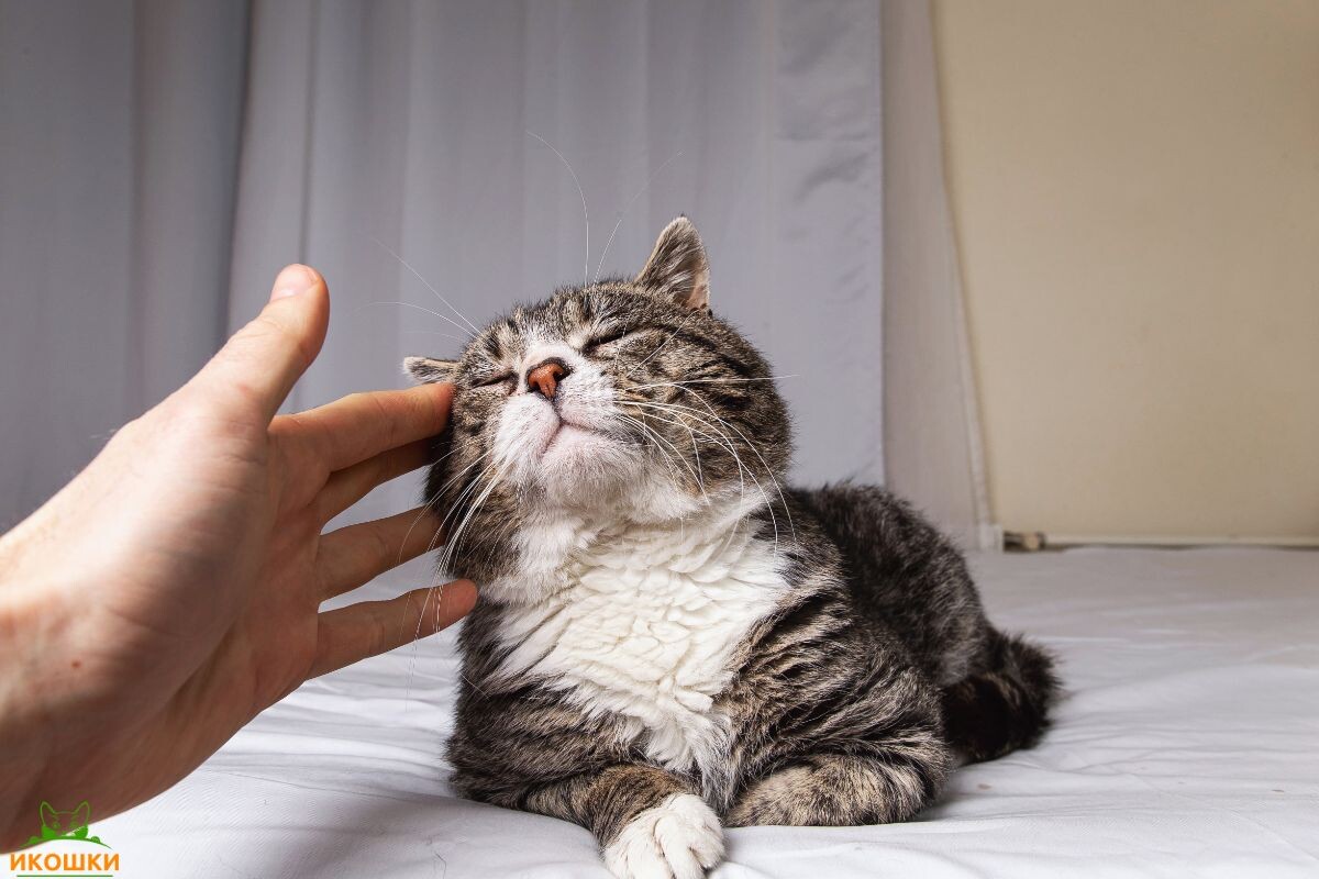 Кошка мурлыкает 
