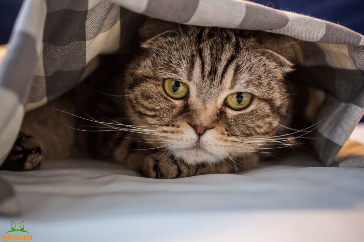 Мурлыкающий котик 