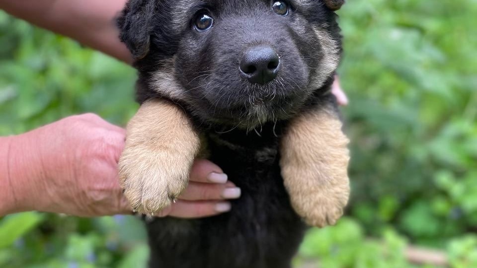 🐾 Боженька щедр! 👼 Такая красота ищет дом! 😍🏡
