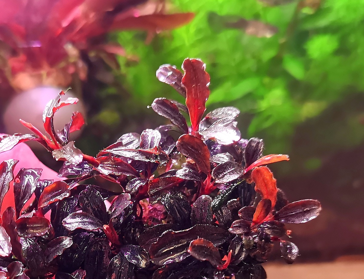 Под смешанным аквариумным освещением