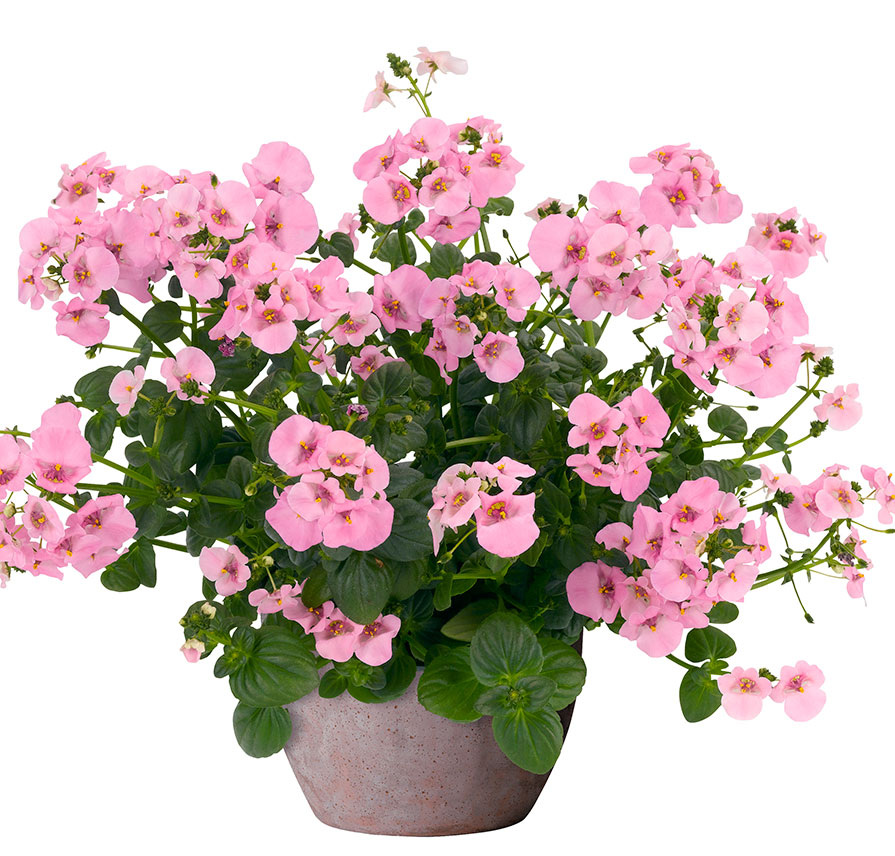 Фото из свободного доступа