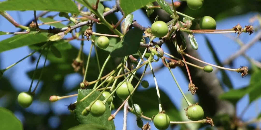 Почему опадает завязь у вишни и сливы: причины и способы решения проблемы